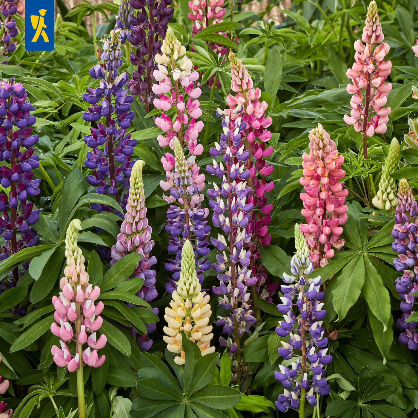 Bunte Lupinenblüten in Pink, Lila, Weiß und Gelb mit grünen Blättern im Hintergrund.