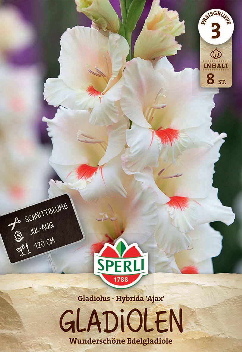 Weiße Gladiolen mit roten Markierungen, mehrere Blüten an einem Stängel.