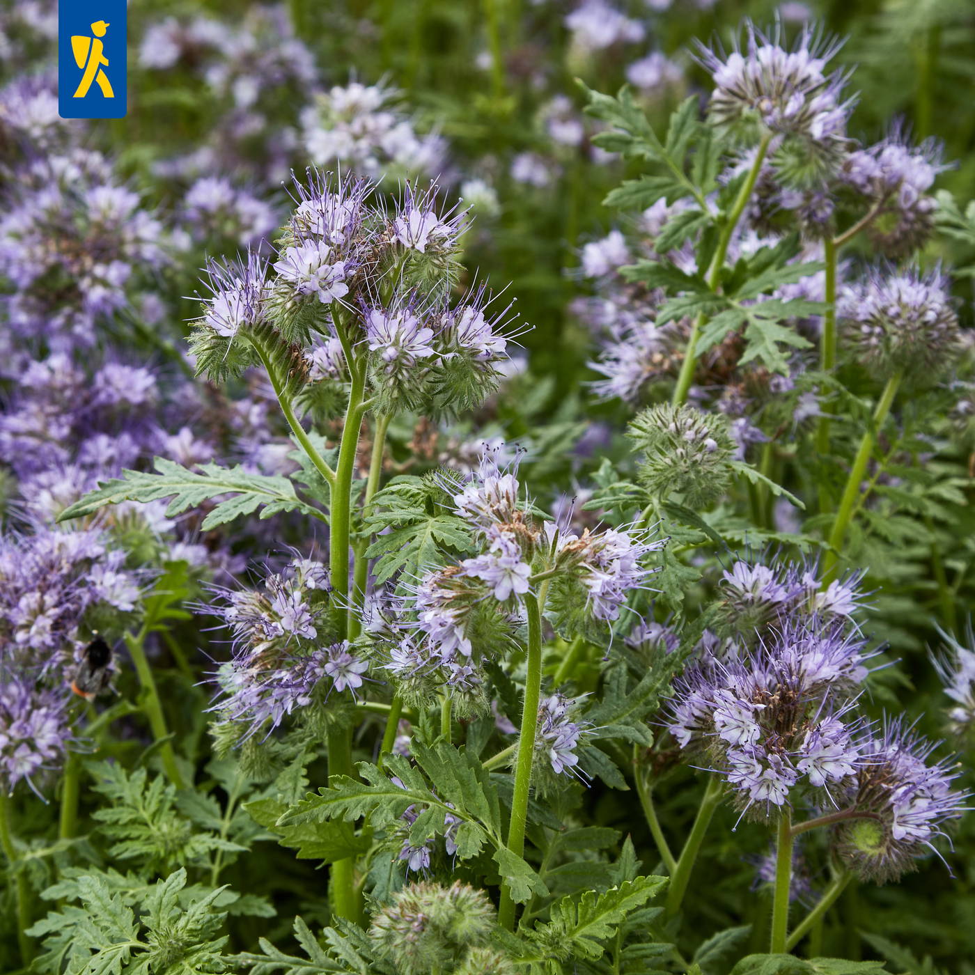 Lila Blüten mit langen Staubfäden und grüne, gezackte Blätter auf einem Pflanzenmeer.