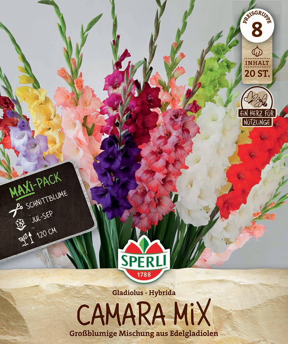 Bunte Gladiolen in Weiß, Pink, Rot, Lila und Gelb in einem Blumenstrauß.