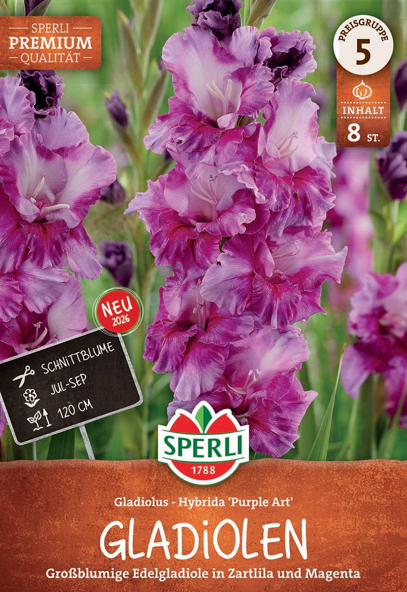 Mehrere große, bunte Gladiolen in Magenta und Zartlila mit grünen Stängeln.