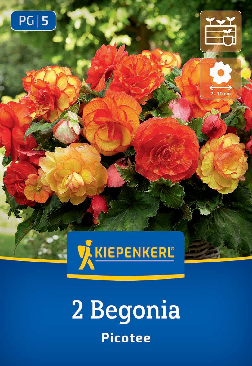 Bunter Begonia-Strauch mit gelben, roten und orangefarbenen Blüten vor grünem Blätterdach.