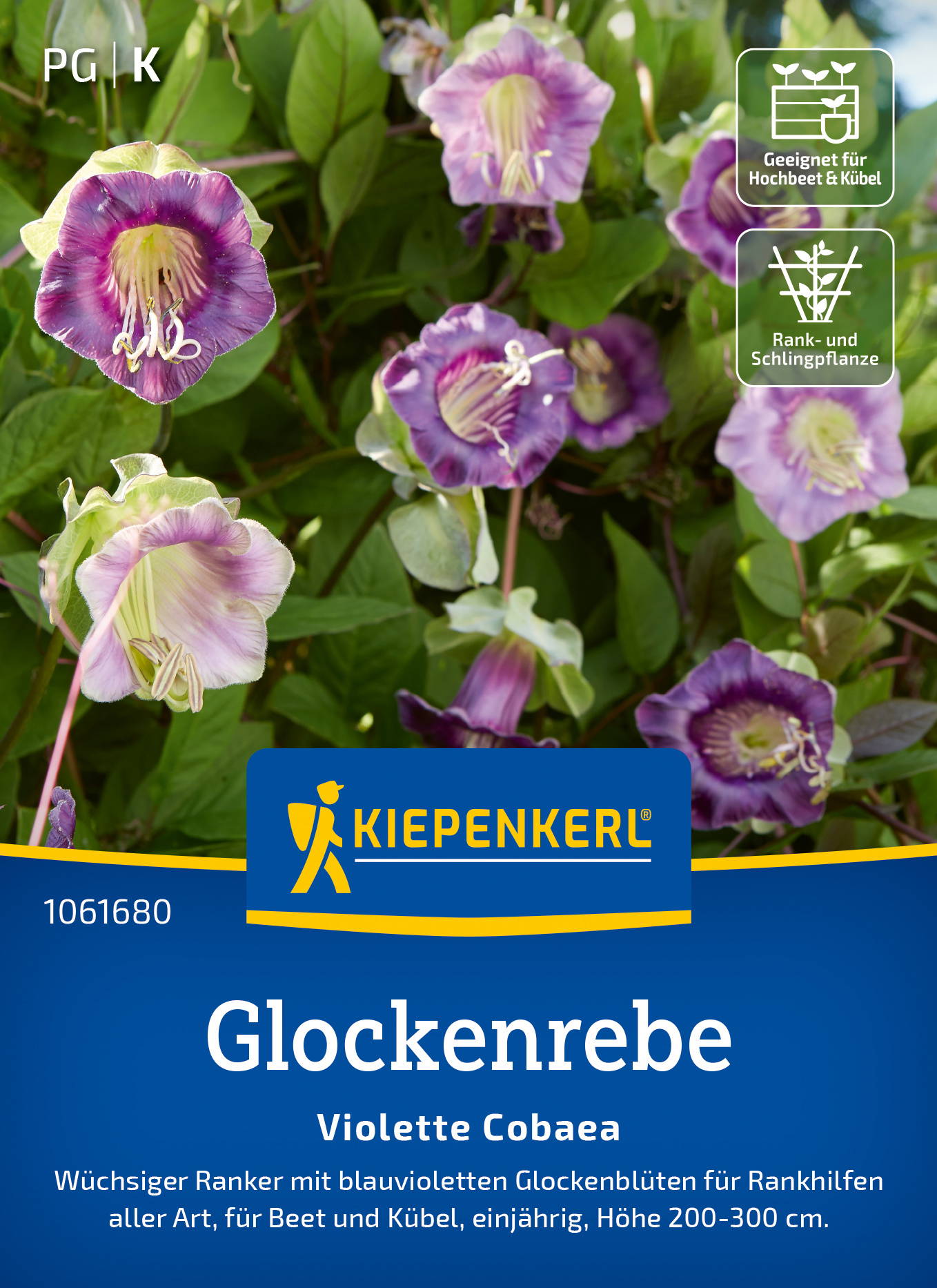 Violette Glockenrebe mit blauen bis violetten Blüten für Beet und Kübel, Höhe 200-300 cm.