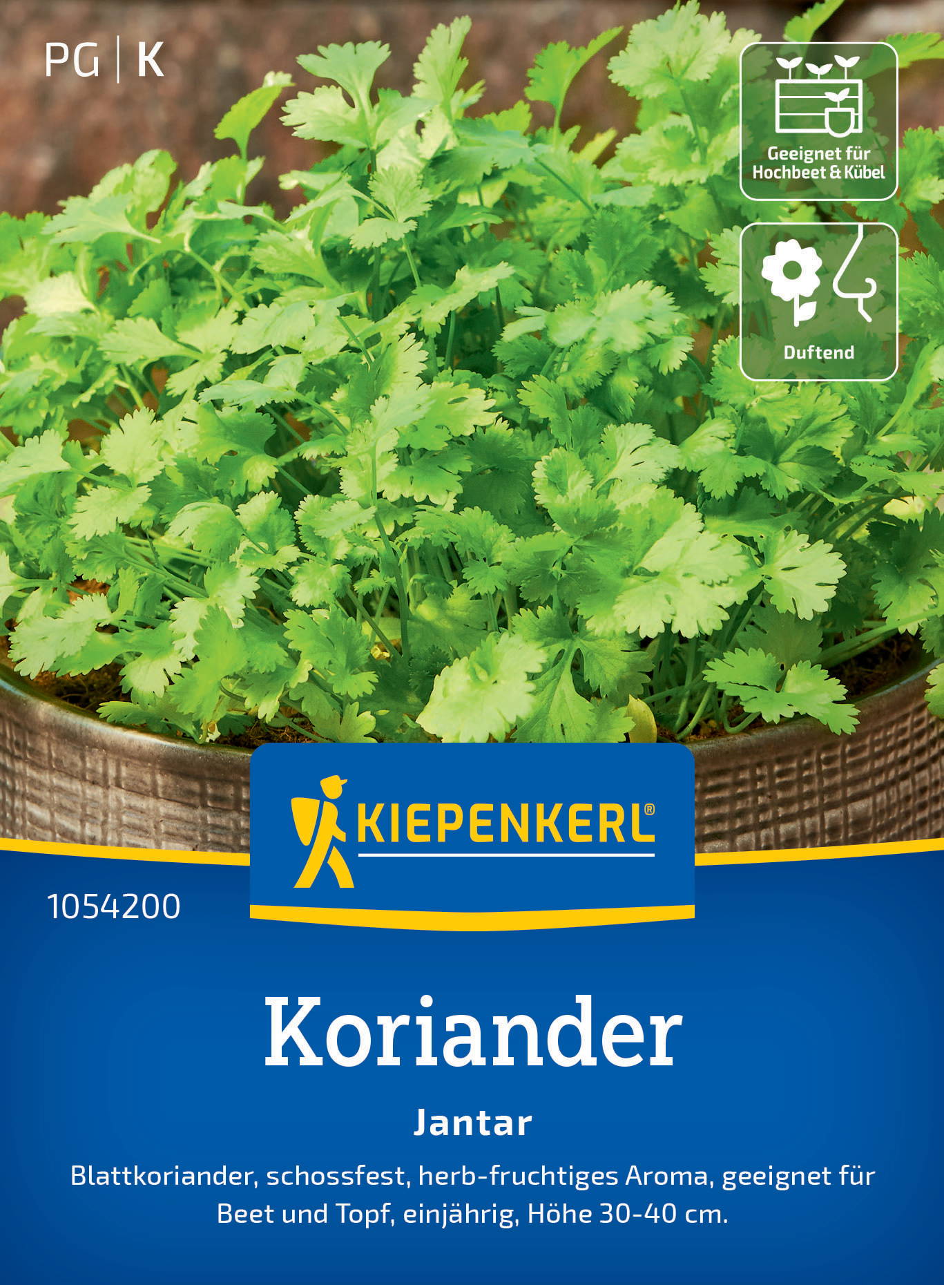 Koriandersamen Jantar