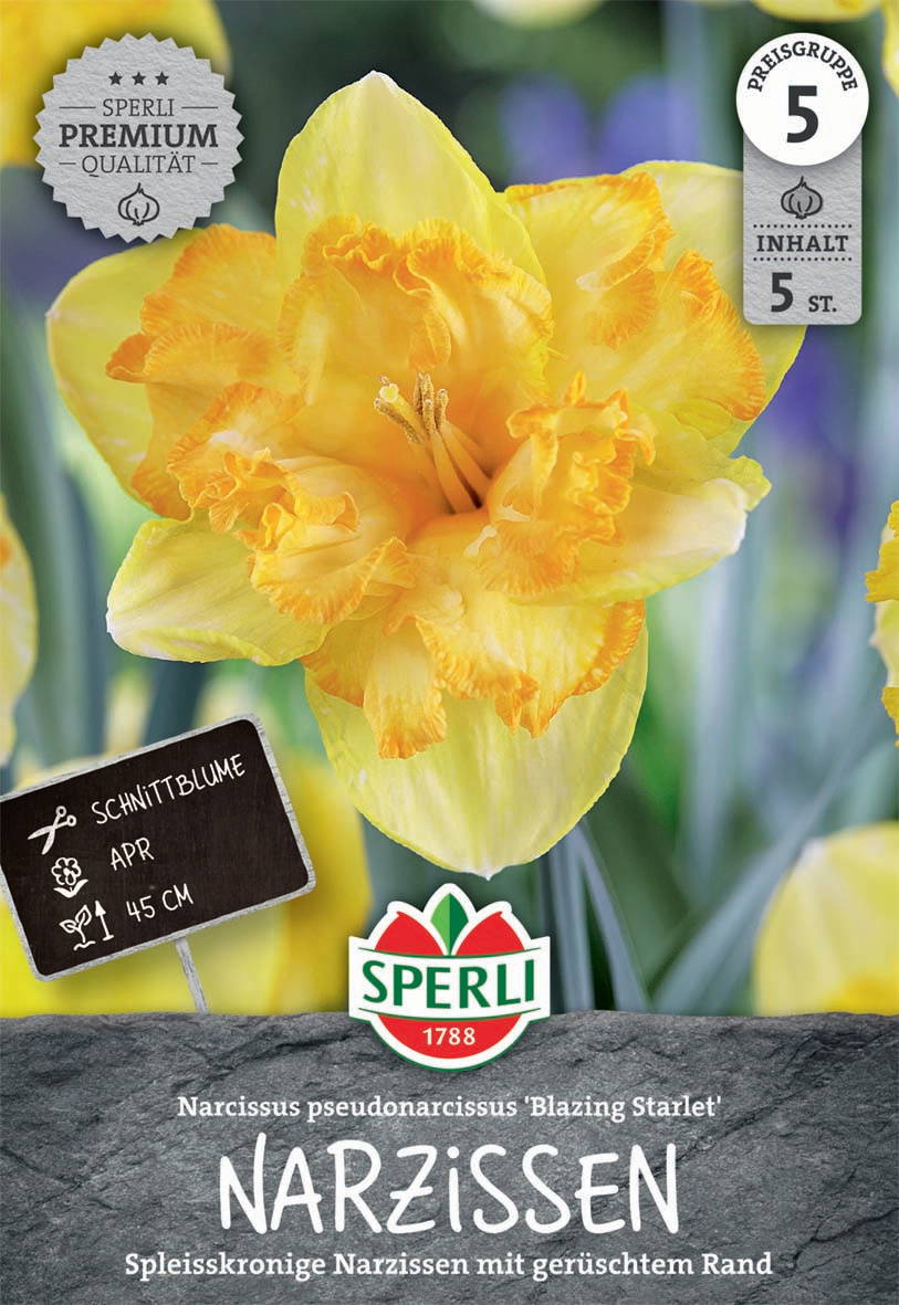 Hellgelbe Narzisse mit orangefarbener Blüte, 45 cm hoch, Packung mit 5 Zwiebeln