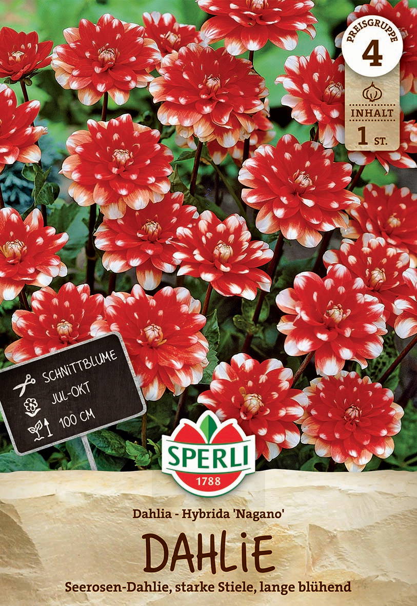 Rote Dahlien mit weißen Rändern auf grünem Laub, Pflanzenschilder und Verpackungsdesign.