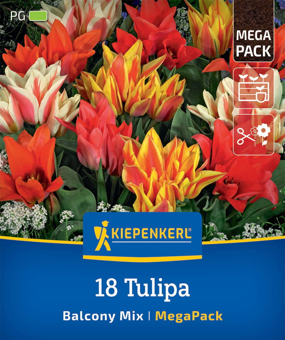 Bunte Tulpen in Rot, Gelb, Weiß auf einem Blumenkarton mit Beschriftung und Icons.