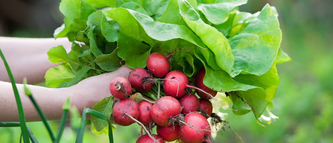 Frisch geerntete rote Radieschen mit grünem Laub und grüner Kopfsalat in der Hand