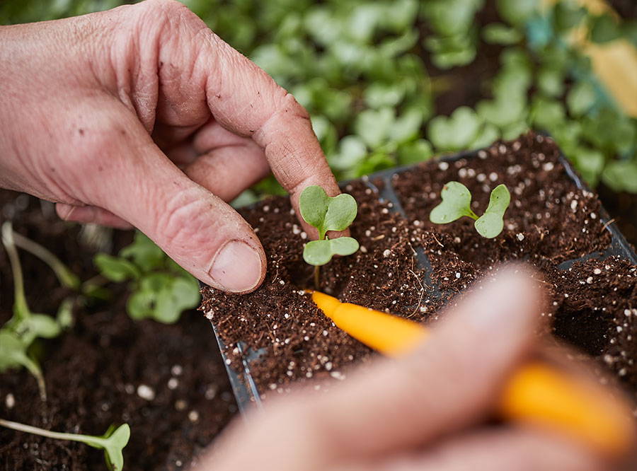 Hand pflanzt kleine Keimlinge in Erde, Garten, Keimung, Wachstum, Pflanzensamen