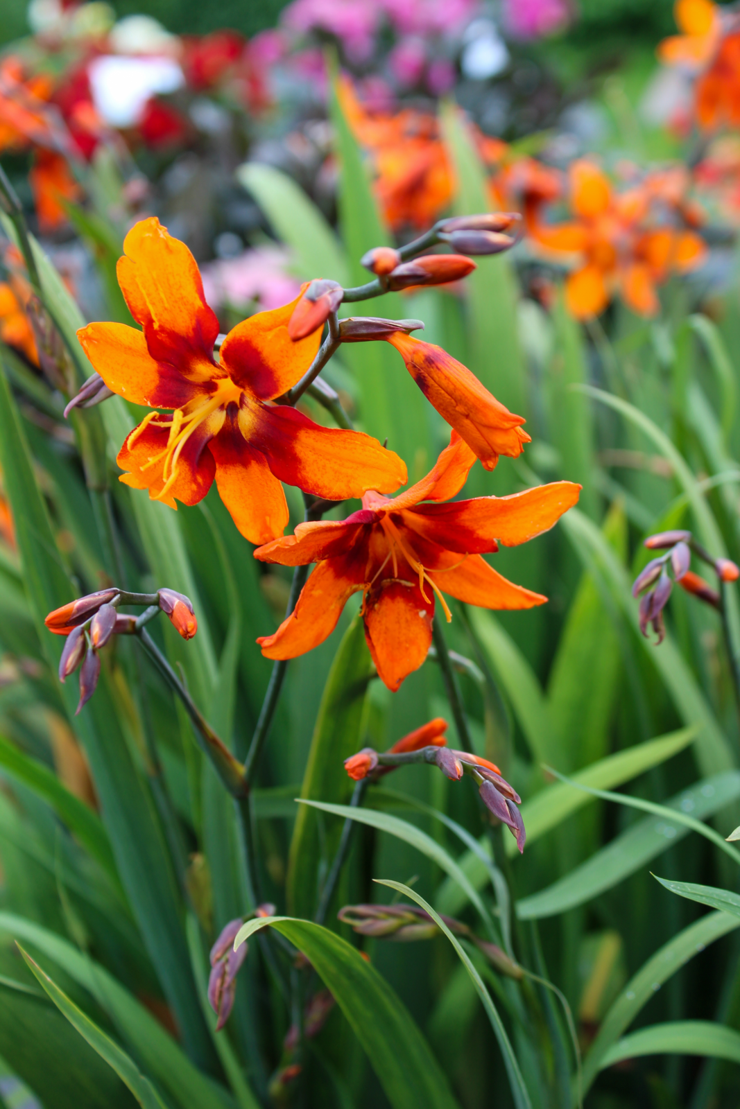 Orange leuchtende Blumen mit grünen Blättern im Garten.