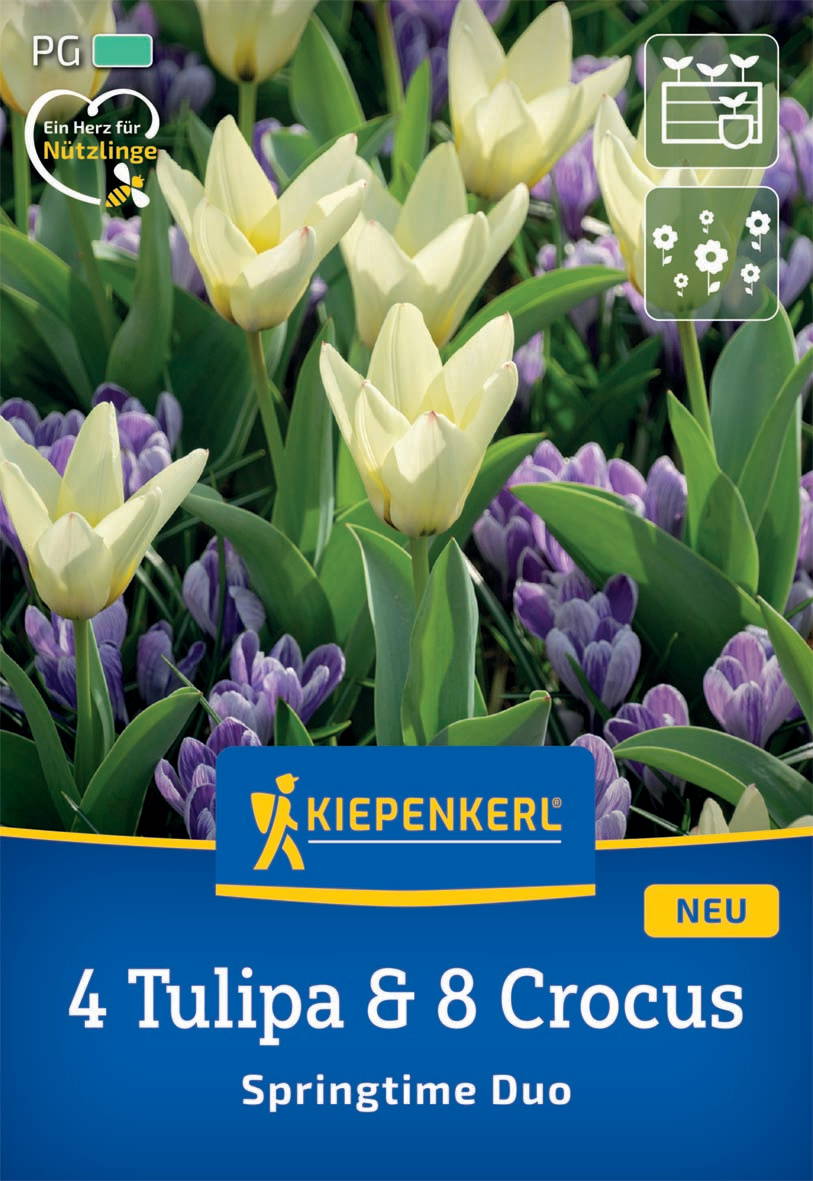 Mischung aus weißen Tulpen und lila Crocussen im Garten.