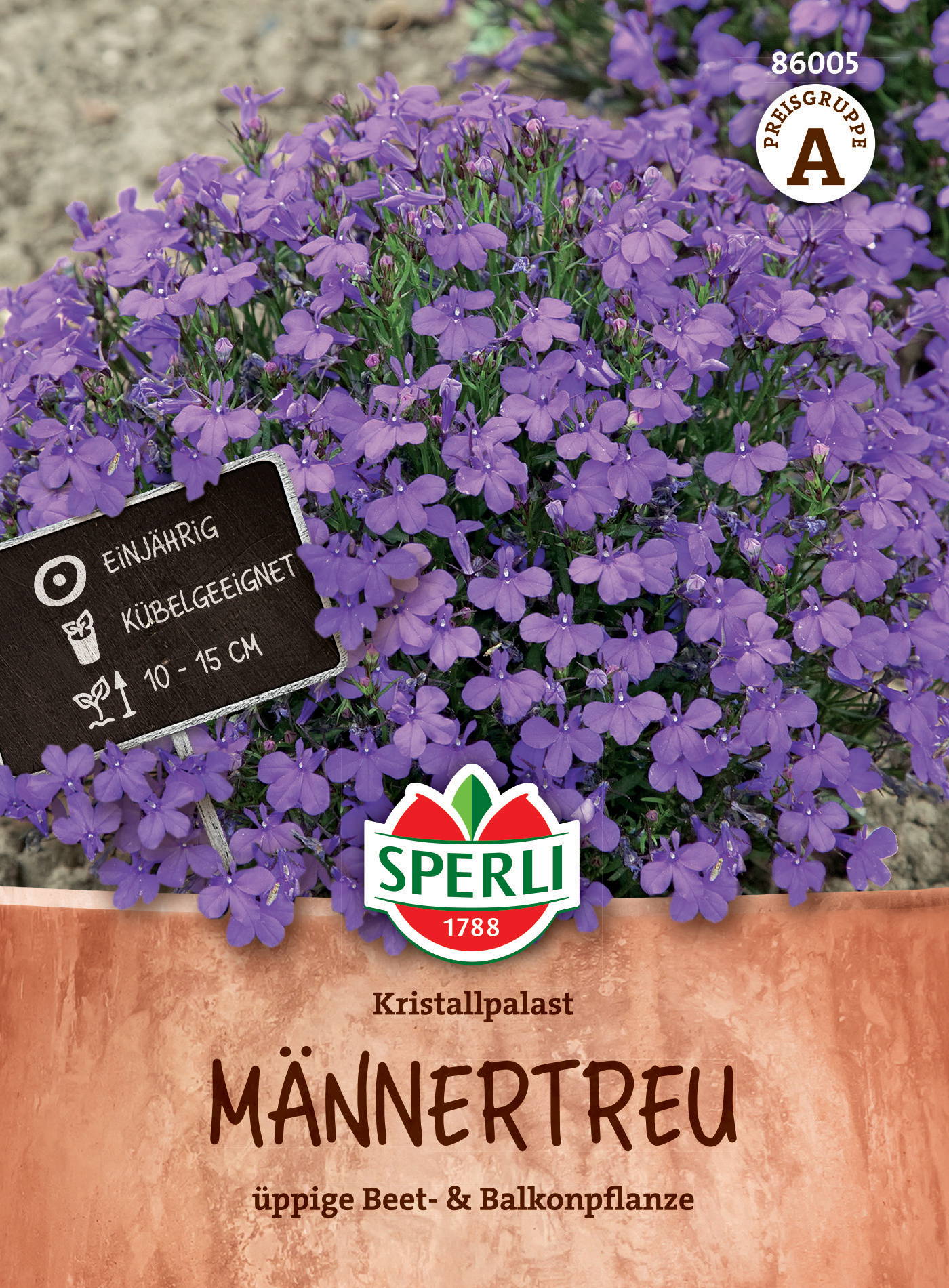 Violette Männertreu Pflanze im Topf mit Label, ca. 10-15 cm hoch, einjährig, kühlschranktauglich, Kristallpalast