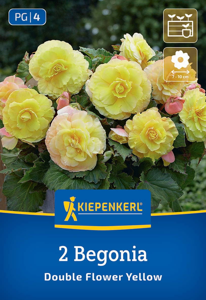 Gelbe doppelte Begonienblüten mit grünen Blättern vor dunklem Hintergrund.