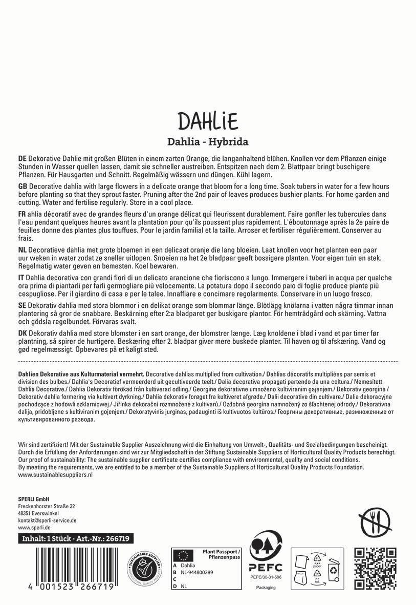 Text in multiple languages describing a decorative orange blooming dahlia plant and care instructions.