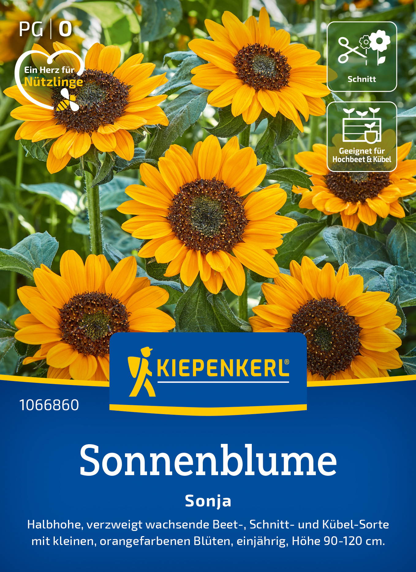 Sonnenblumen mit gelben Blüten und grünen Blättern, Pflanzensamen für Garten, Kiepenkerl-Branding.