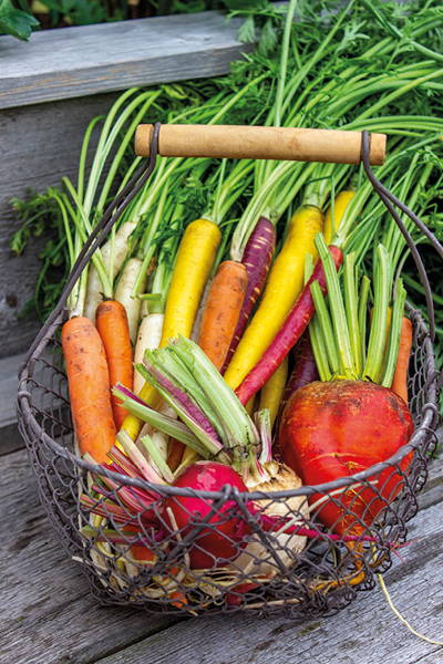 Gemüsekorb mit Karotten, Rüben, Sellerie, Paprika und gelben und roten Möhren auf Holzbrett.