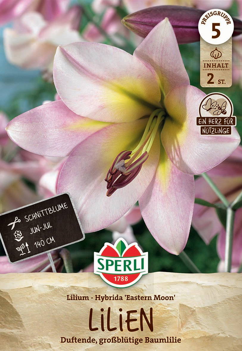 Pink und cremefarbene Lilienblüte mit gelbem Zentrum, Staubblättern und Blütenstempel.