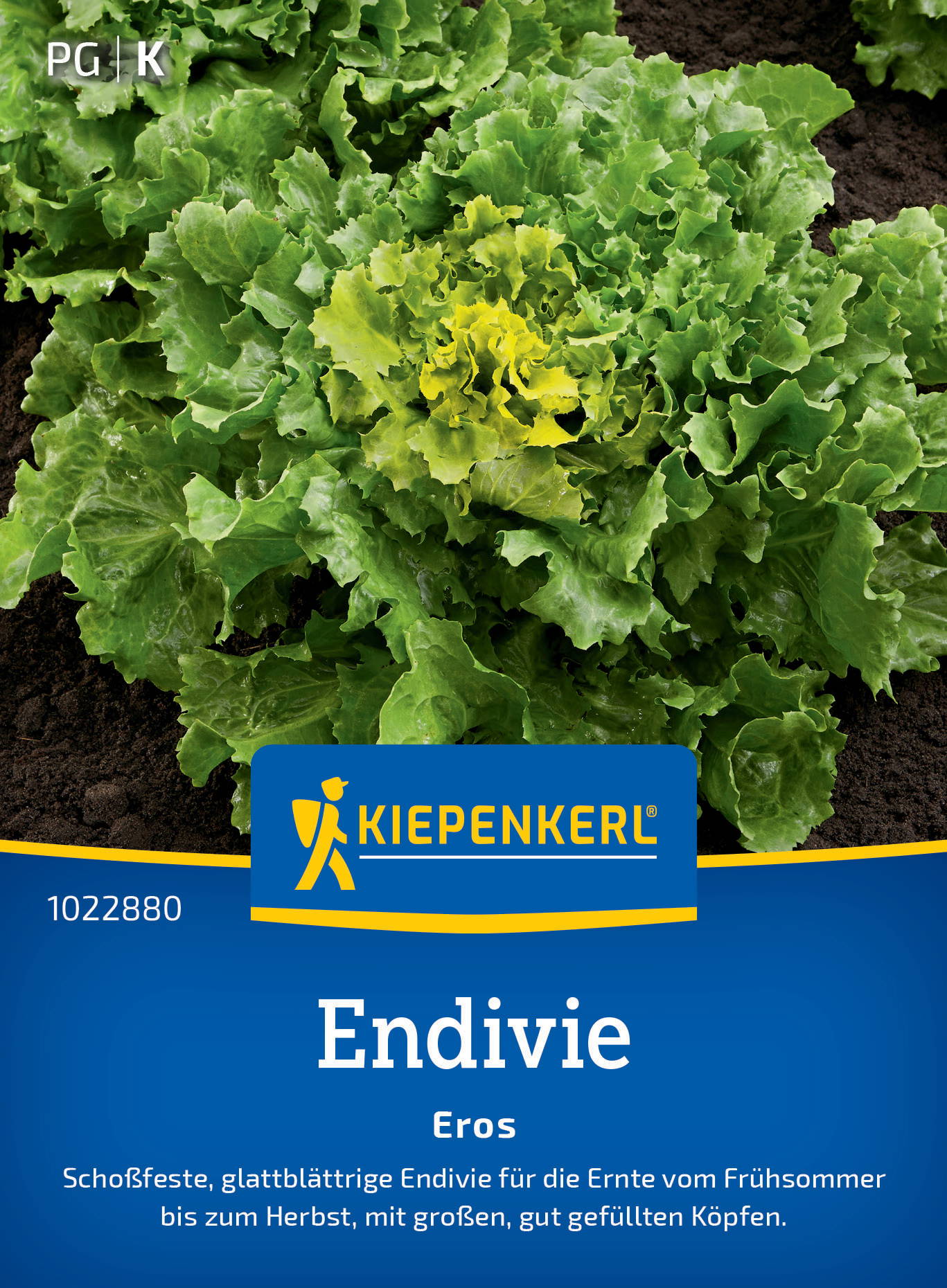 Grüner Endivienkopf auf dunkler Erde, Kiepenkerl-Saatgutverpackung, blattreiche, glattblättrige Endivie.