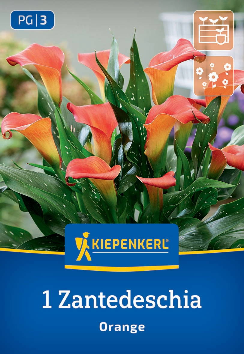 Calla-Lilien mit orangefarbenen Blüten und grünen, gesprenkelten Blättern auf Pflanzenpackung.