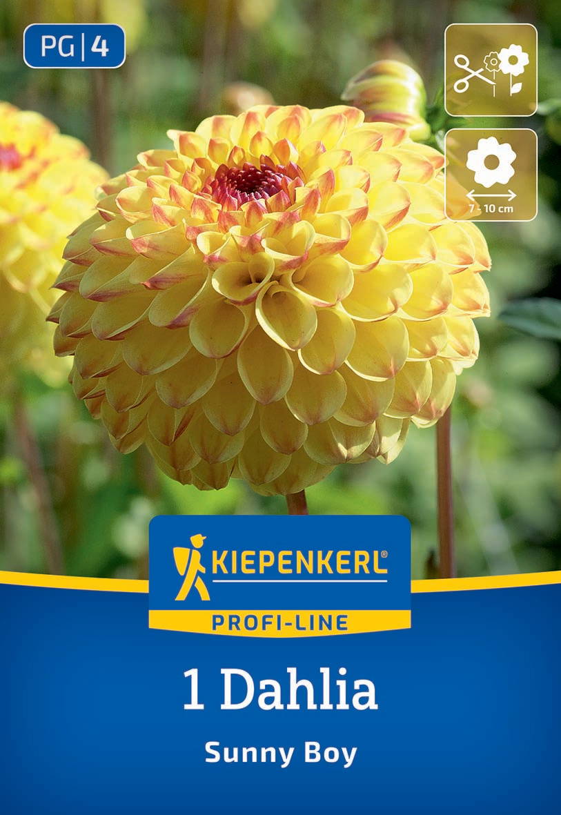 Gelbe Dahlie mit pinkem Zentrum auf Verpackung, Kiepenkerl Marke, Sunny Boy Sorte, Blume 7-10 cm groß.
