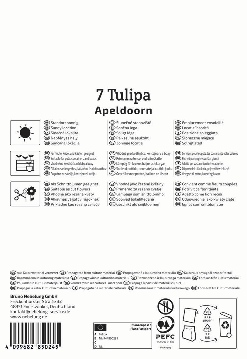 Tulipa Apeldoorn, sonnig, im Topf, geeignet für Garten und Balkon.