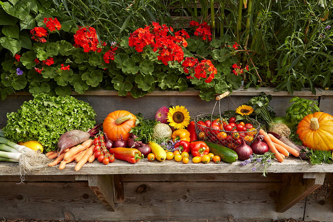 Gemüse und Früchte, darunter Kürbisse, Tomaten, Auberginen, Karotten, Paprika, Zwiebeln, Gurken, Salat, Sonnenblumen, auf Holzbank.
