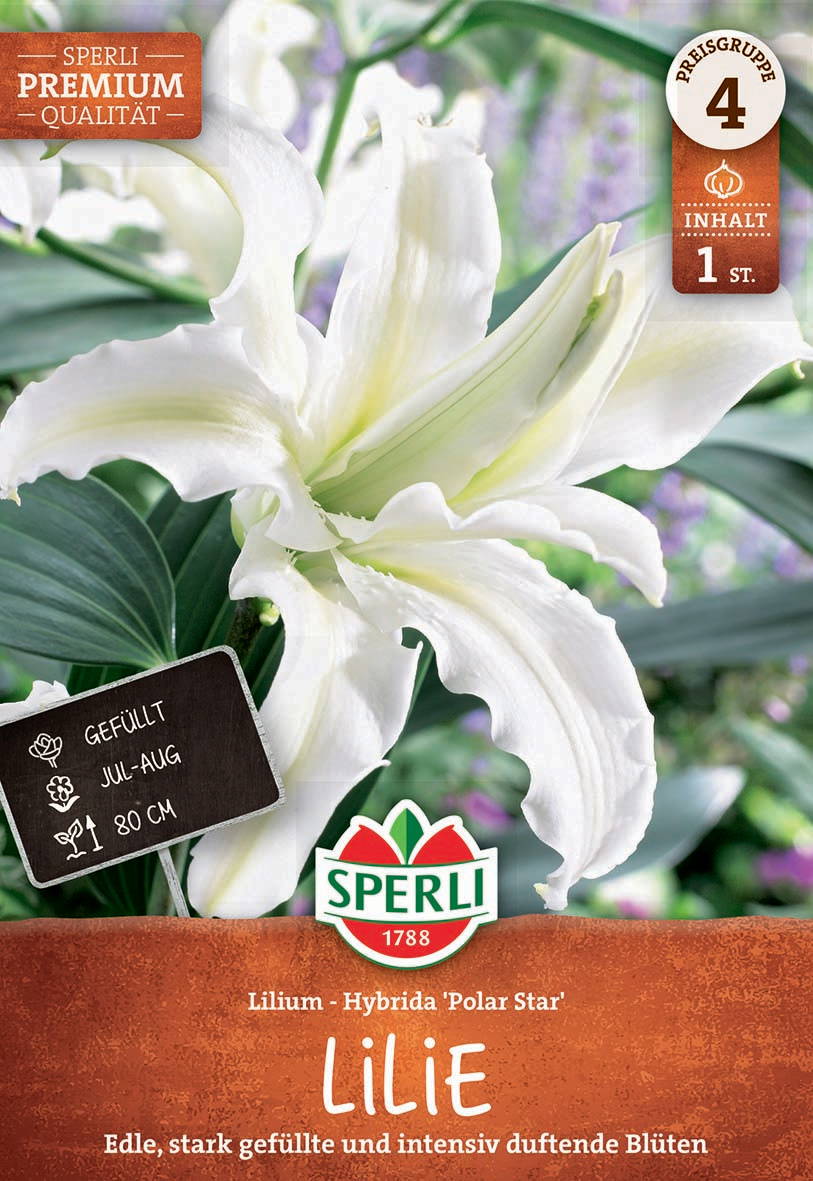 Weiße Lilienblüte mit grünen Blättern und lila Blüten im Hintergrund, Staubblatt sichtbar.