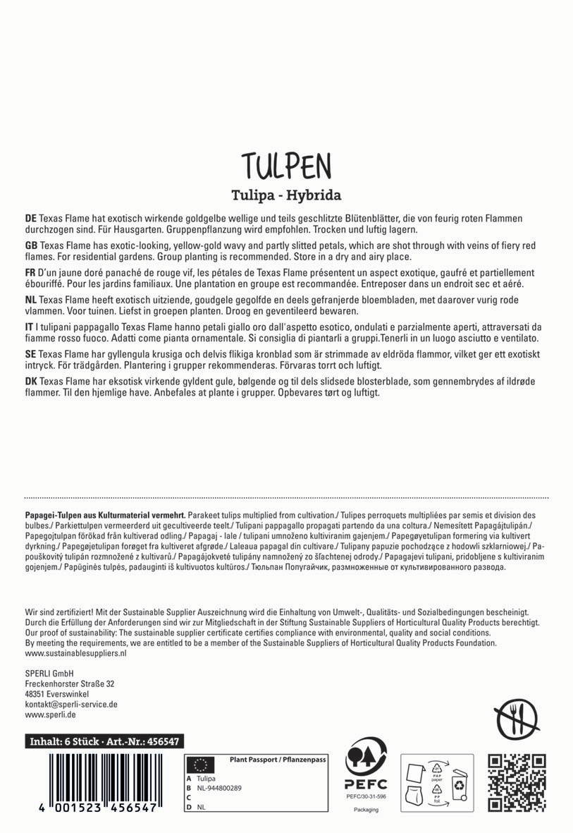 Tulpen, yellow and orange, in a bunch with partially open petals and red flames.