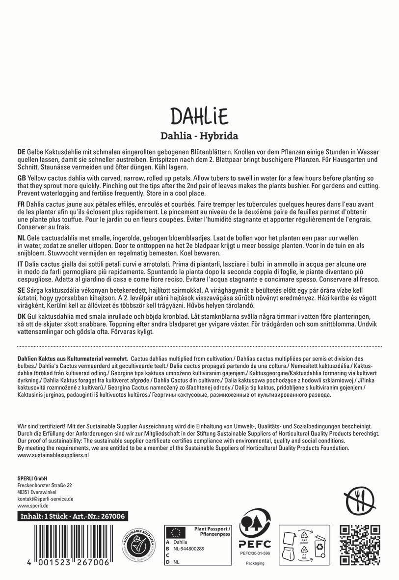 Gelbe Kaktusdahlie mit schmalen gebogenen Blütenblättern, Knollen, Pflanze im Wasser, verschiedene Sprachen, QR-Code, Zertifizierungszeichen.