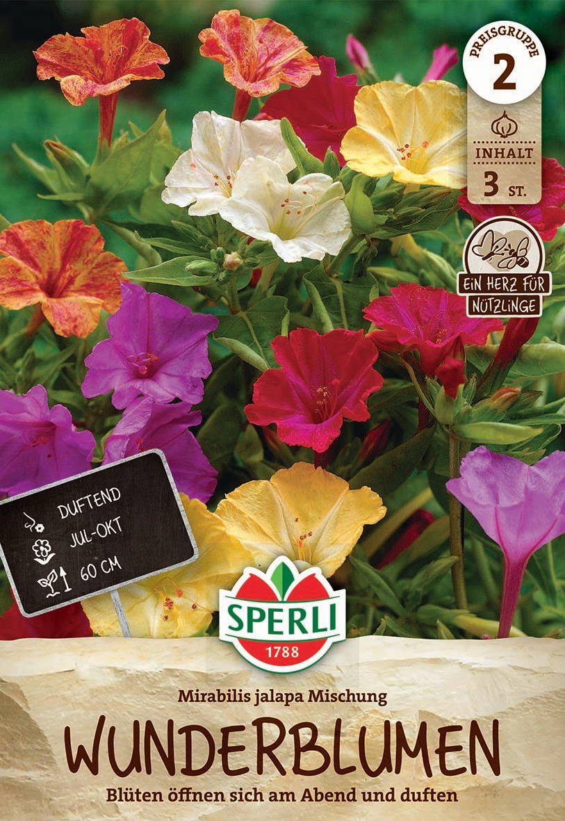 Bunte Mirabilis Jalapa Blumen in rot, gelb, pink, weiß und orange, mit grünem Blattwerk im Hintergrund.