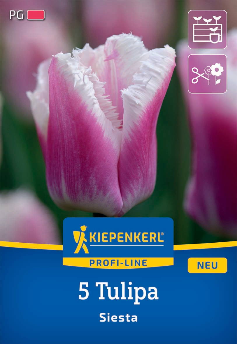 Gefranste Tulpe Siesta