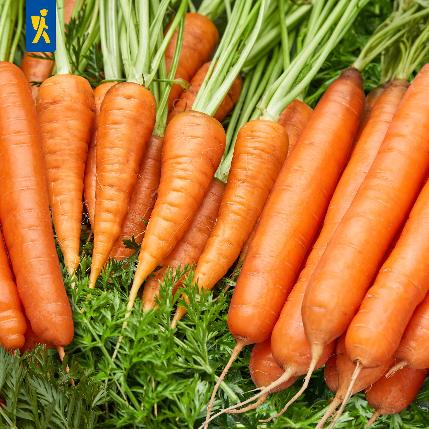 Frisch geerntete Karotten mit grünen Blättern liegen nebeneinander auf einem Marktstand.