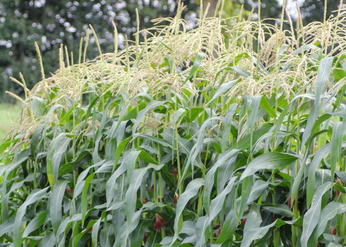 Maisspflanzen mit grünen Blättern und reifenden Kolben, gelbliche Blütenstände auf einem Feld.