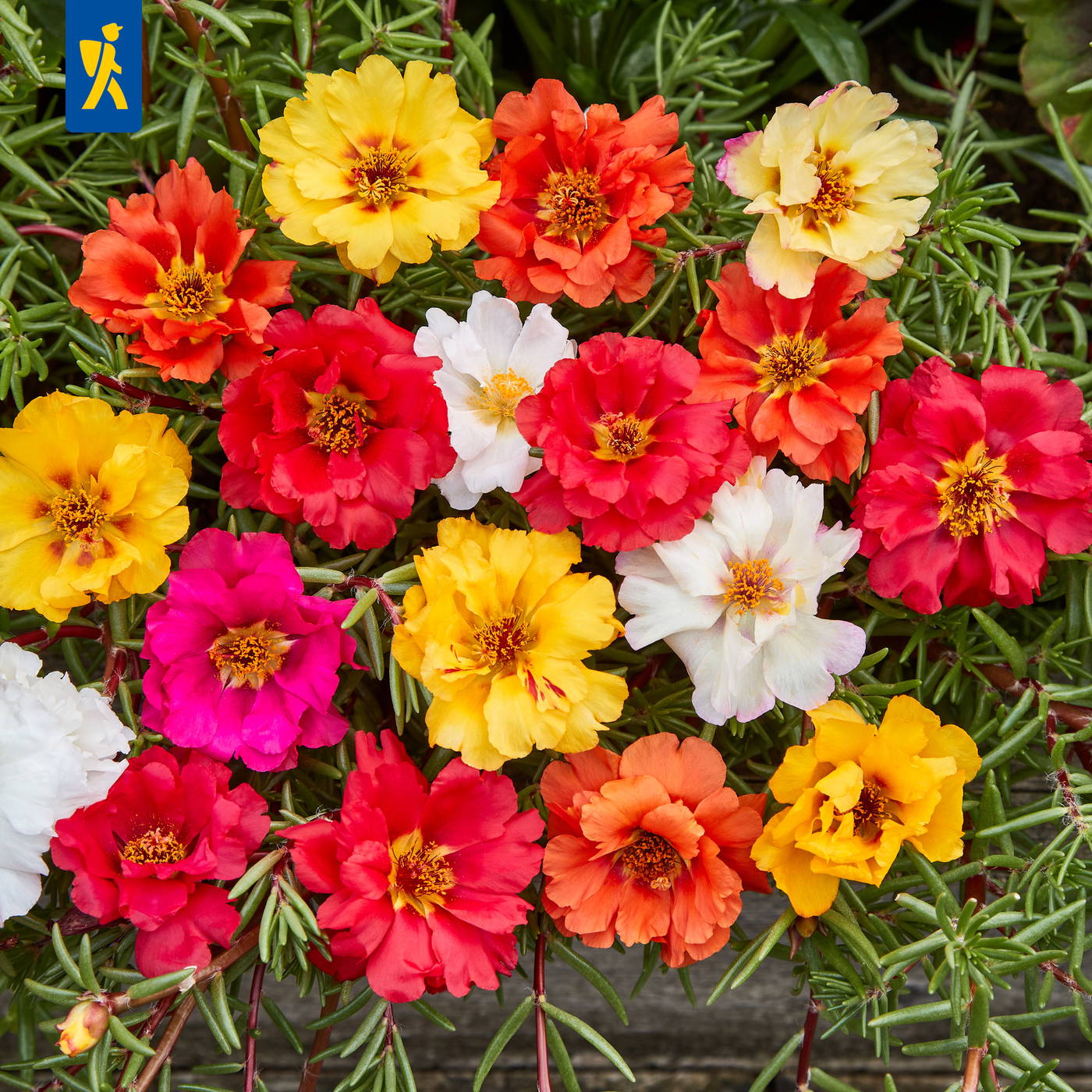 Bunte Portulak-Blumen in Rot, Gelb, Weiß und Orange auf grünen, nadelartigen Blättern.