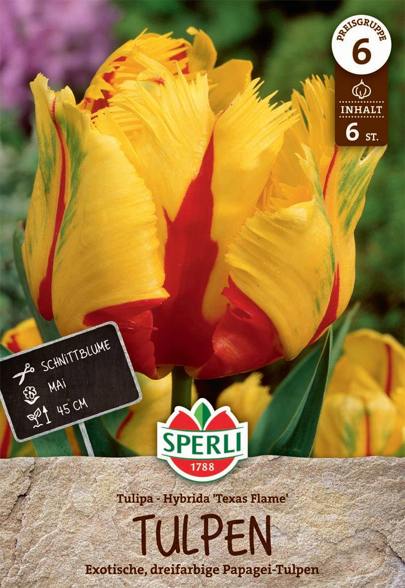 Gelbe dreifarbige Papagei-Tulpe mit rotem Streifen, 45 cm hoch, im Gartenerde-Tütchen.