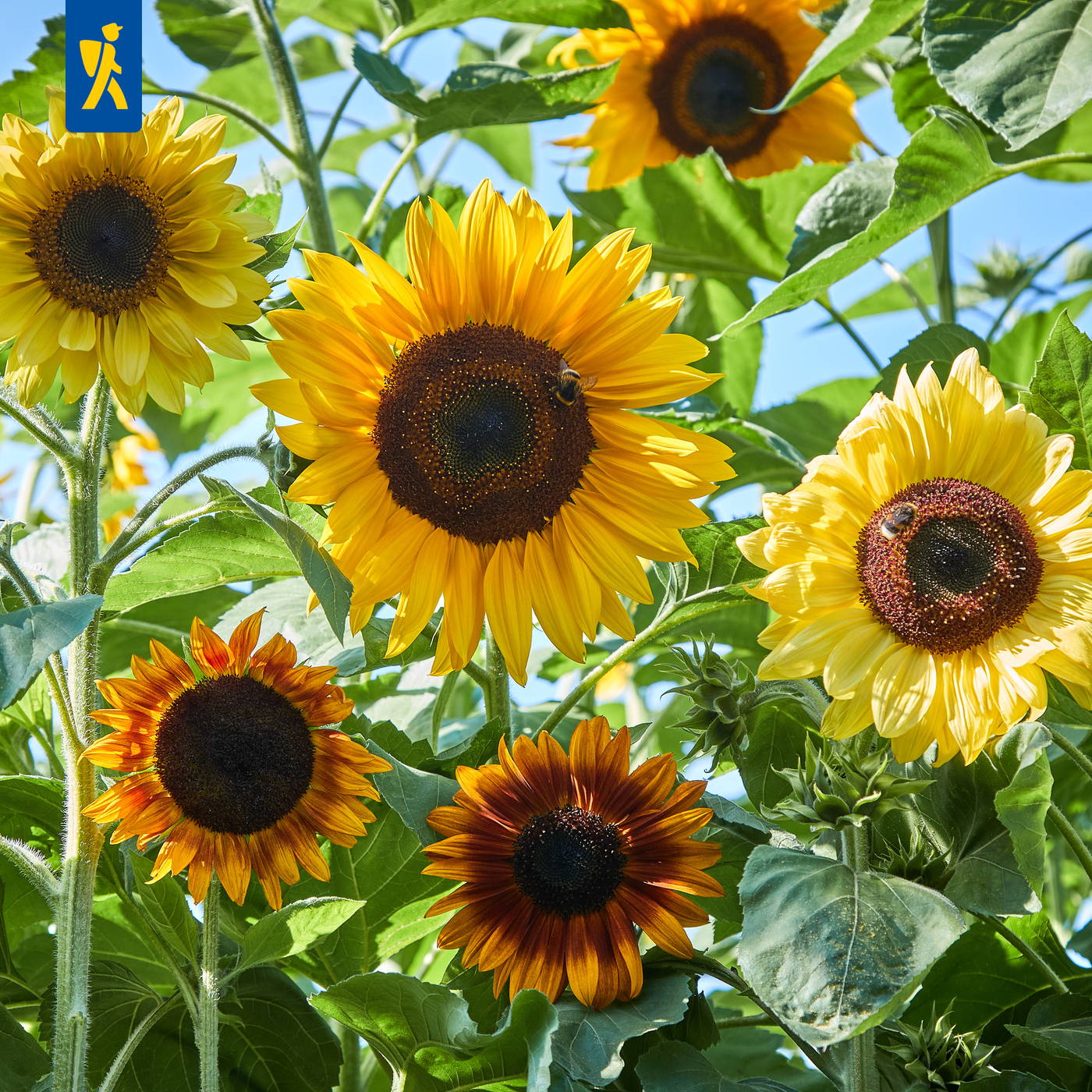 Mehrere Sonnenblumen mit gelben Blüten, grüne Blätter und zwei Bienen auf den Blüten, blauer Himmel im Hintergrund.