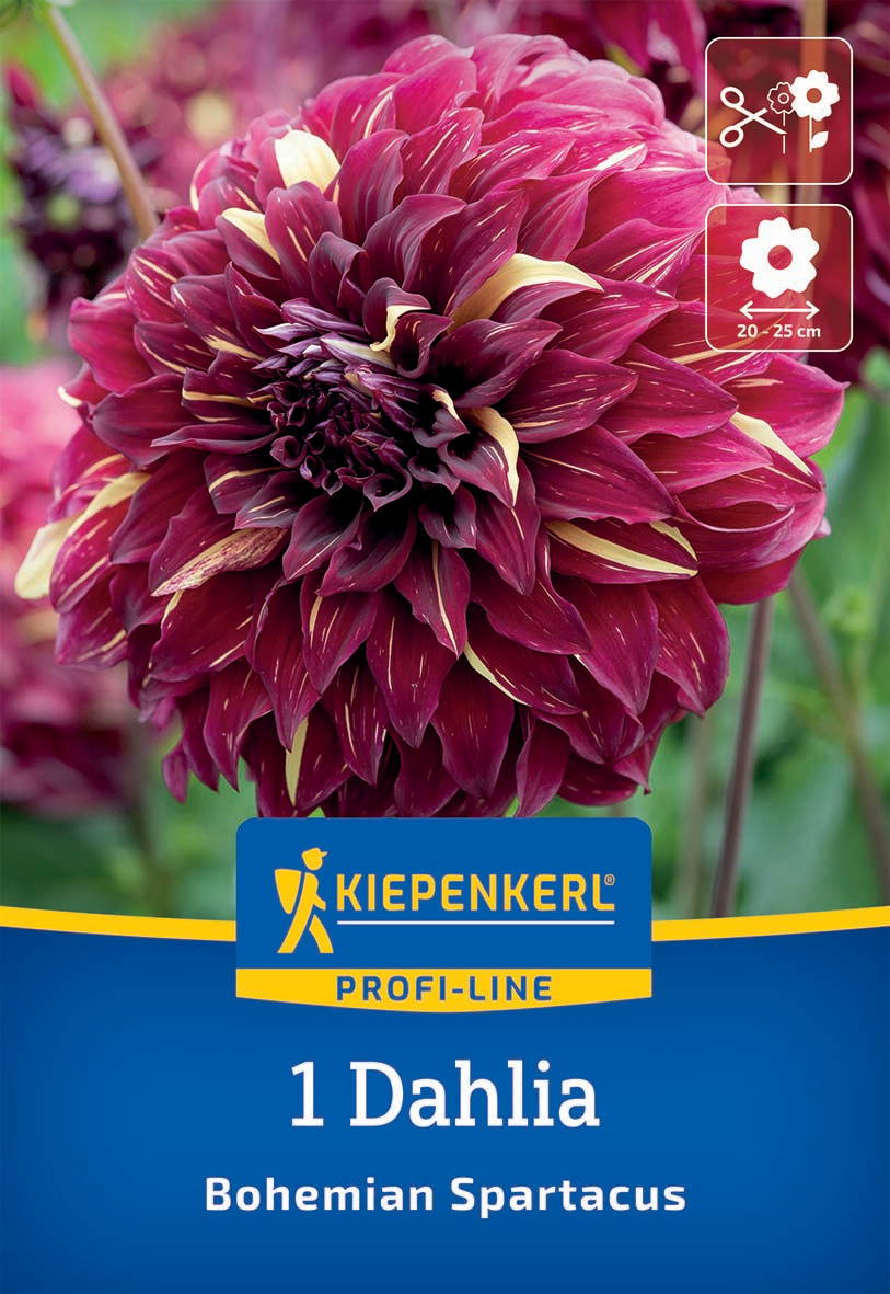 Große, dunkelrote und cremefarbige Dahlie mit dichten, gezackten Blütenblättern vor grünem Hintergrund.