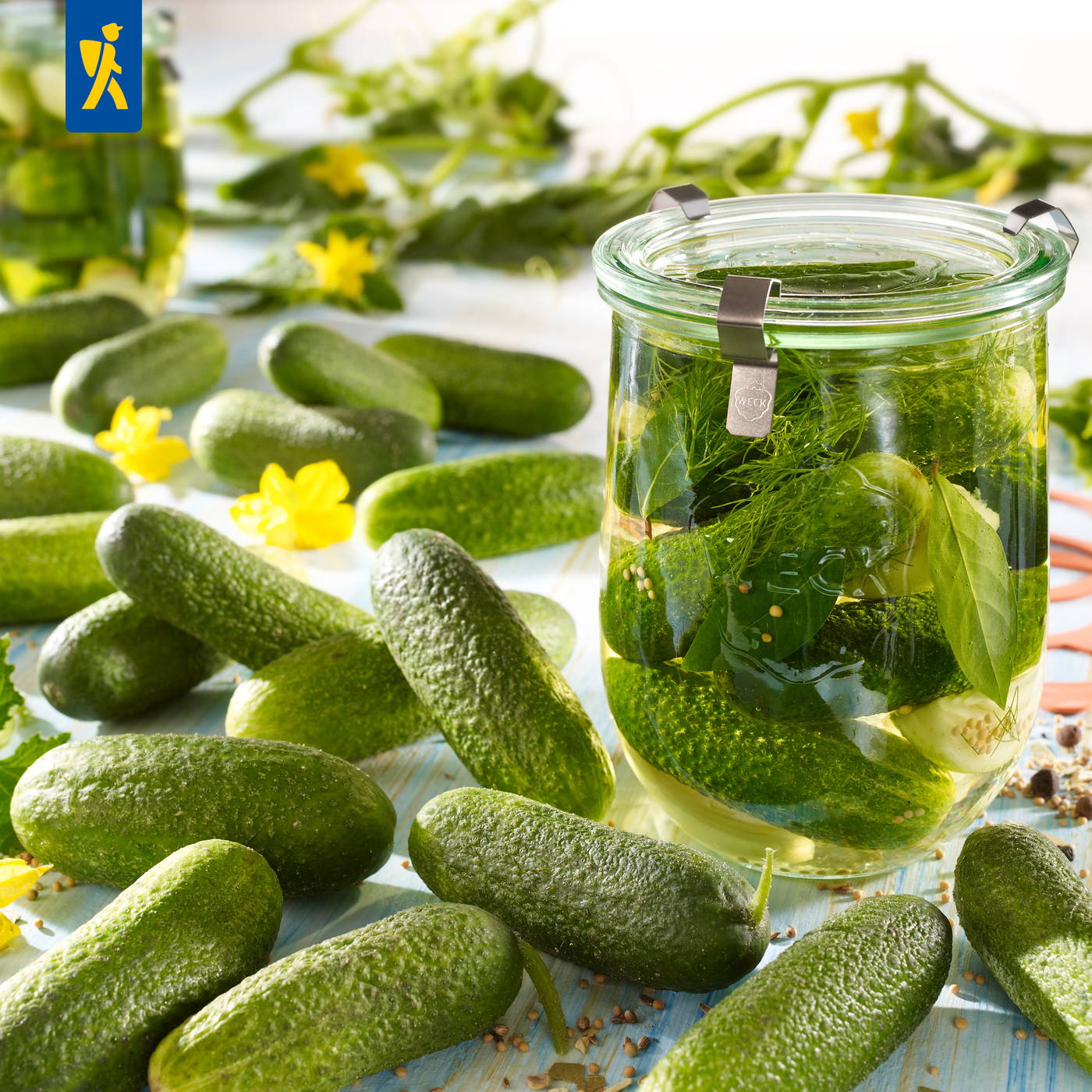 Gläser mit eingelegtem Gemüse, umgeben von frischen Gurken und Kräutern, auf einem hellen Untergrund.