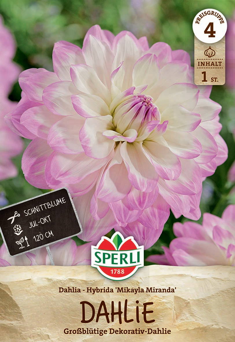 Große, weiße Rosaflügel-Dahlie mit rosa-weißen Spitzen, Blüte mit vollem, runden Durchmesser, auf grünem Hintergrund