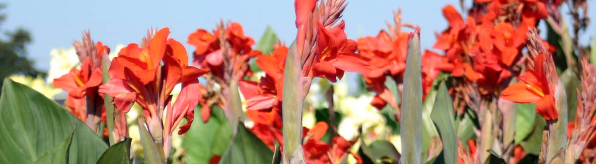 Blumenrohr / Cannas Pflege & Sorten