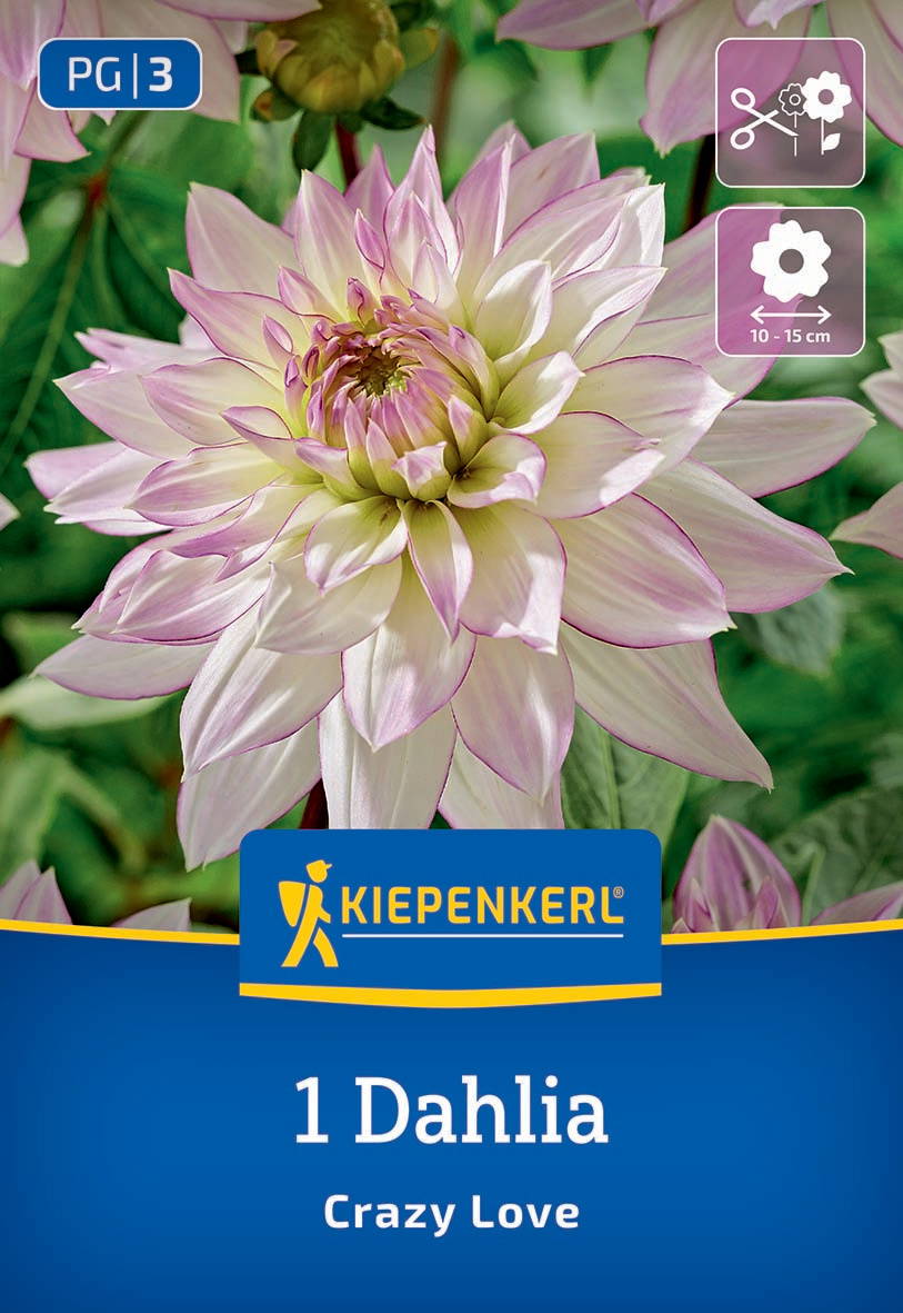 Große, gefüllte rosafarbene Dahlie mit weißen Randblüten, grüne Blätter im Hintergrund.