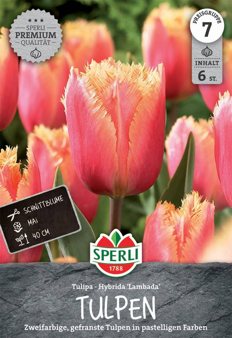 Pink gestrickte Tulpen mit gelber Spitze, Blumenschild mit Mai, 40 cm, im Garten.