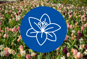 Ein blauer Kreis mit dem Symbol einer Lilie befindet sich auf einem Hintergrund mit einer bunten Blumenwiese, auf der man Tulpen, Hyazinthen und Narzissen in lila, rosa und weiß