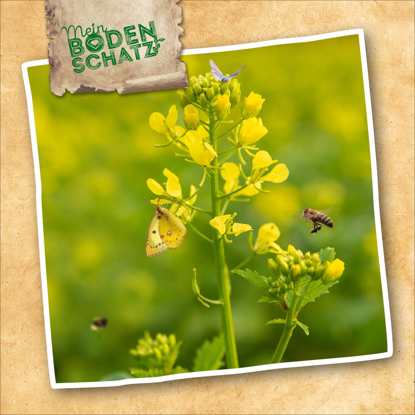 Gelbe Blüten, eine Biene und ein Schmetterling an einer Pflanzenstängel.