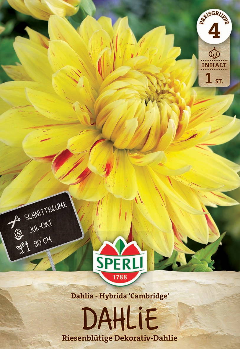 Große gelbe Dahlie mit roten Streifen, im Hintergrund grüner Blätter, Etikett mit Pflanzeninformationen, Markenlogo und Beschreibung.