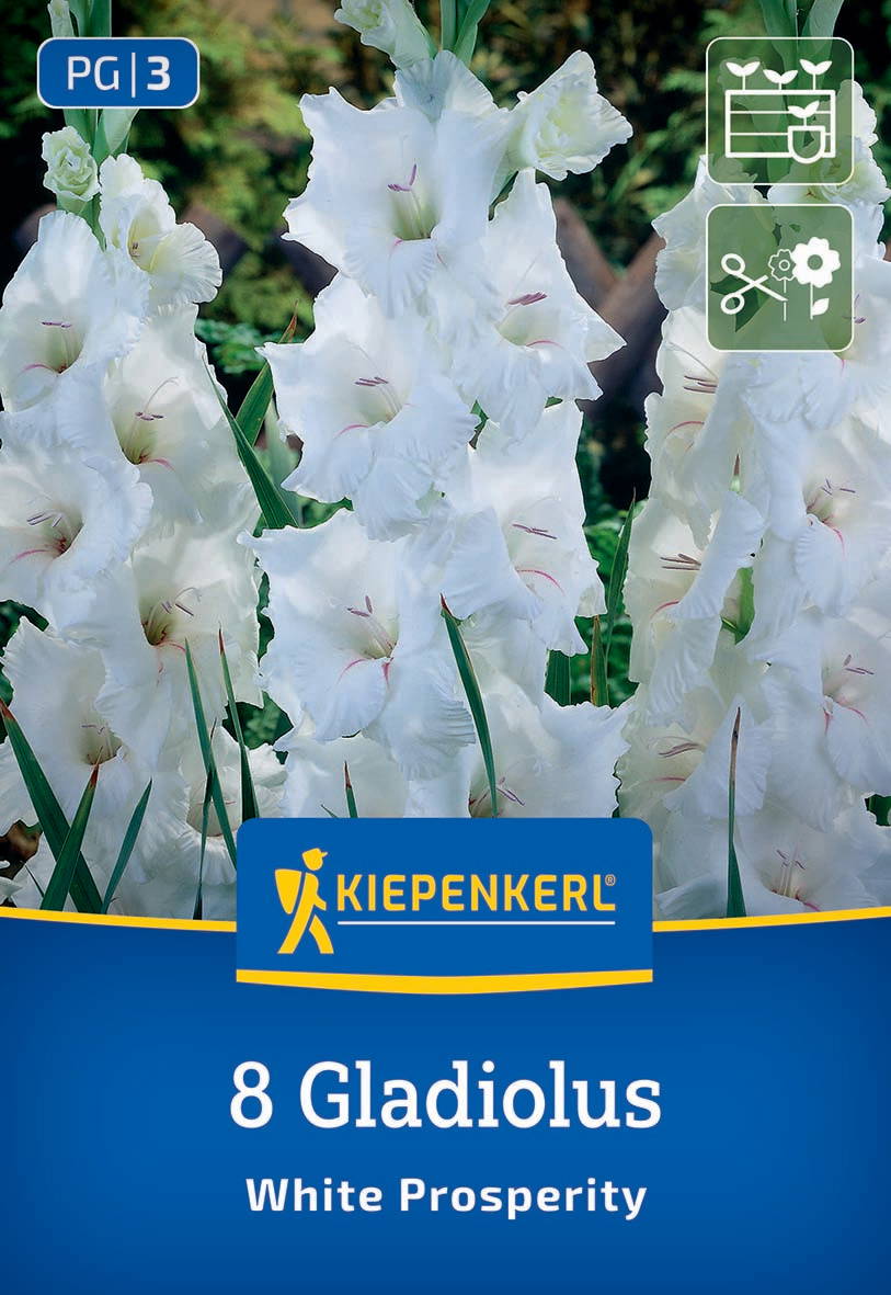 Weiße Gladiolus-Blumen auf grüner Pflanzenbasis.