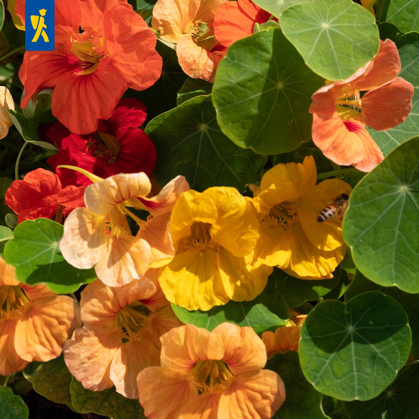 Bunte Begonienblüten in orange, rot, gelb und rosa mit grünen, runden Blättern. Eine Biene sitzt auf einer gelben Blüte.