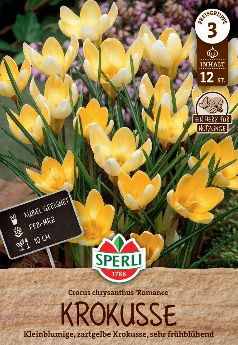 Gelbe Krokusse in Blüte, mit grünen Blättern, im Garten.