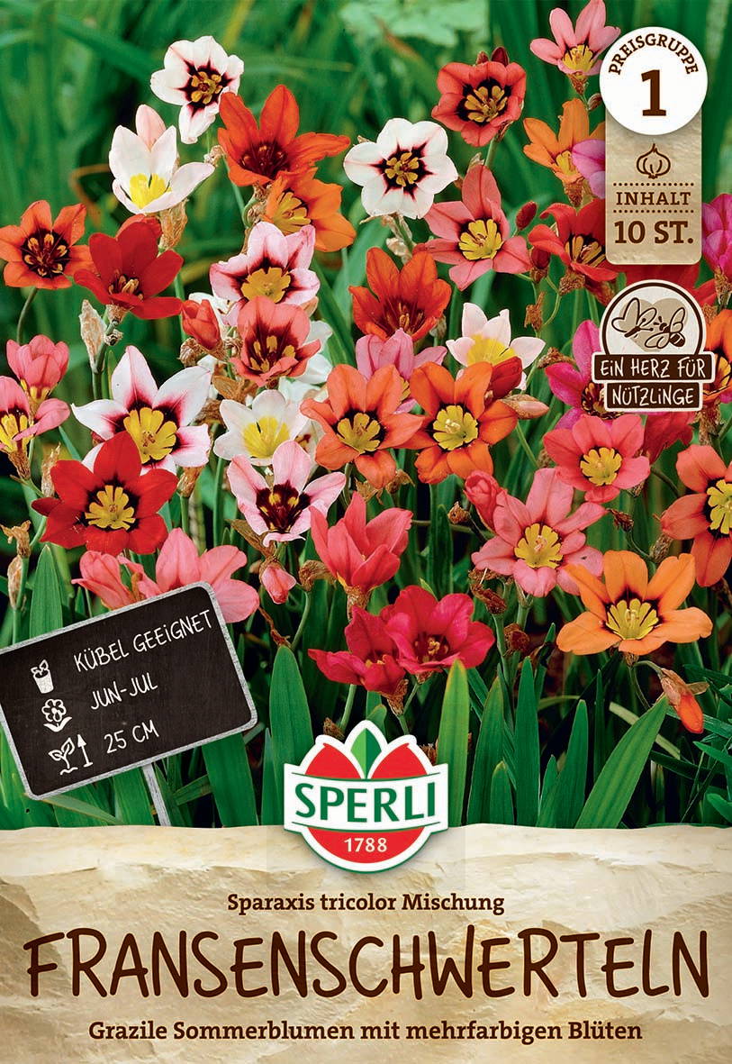 Bunte, verschiedenfarbige Strauss- und Tulpenblumen im Beet mit grünen Blättern.