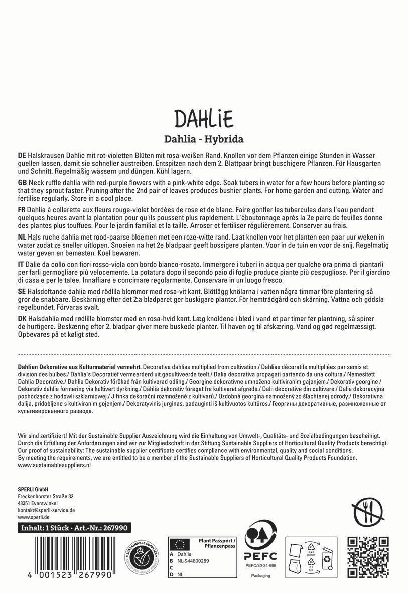 Decorative dahlia with red-purple flowers and pink-white edges, in water with tubers.